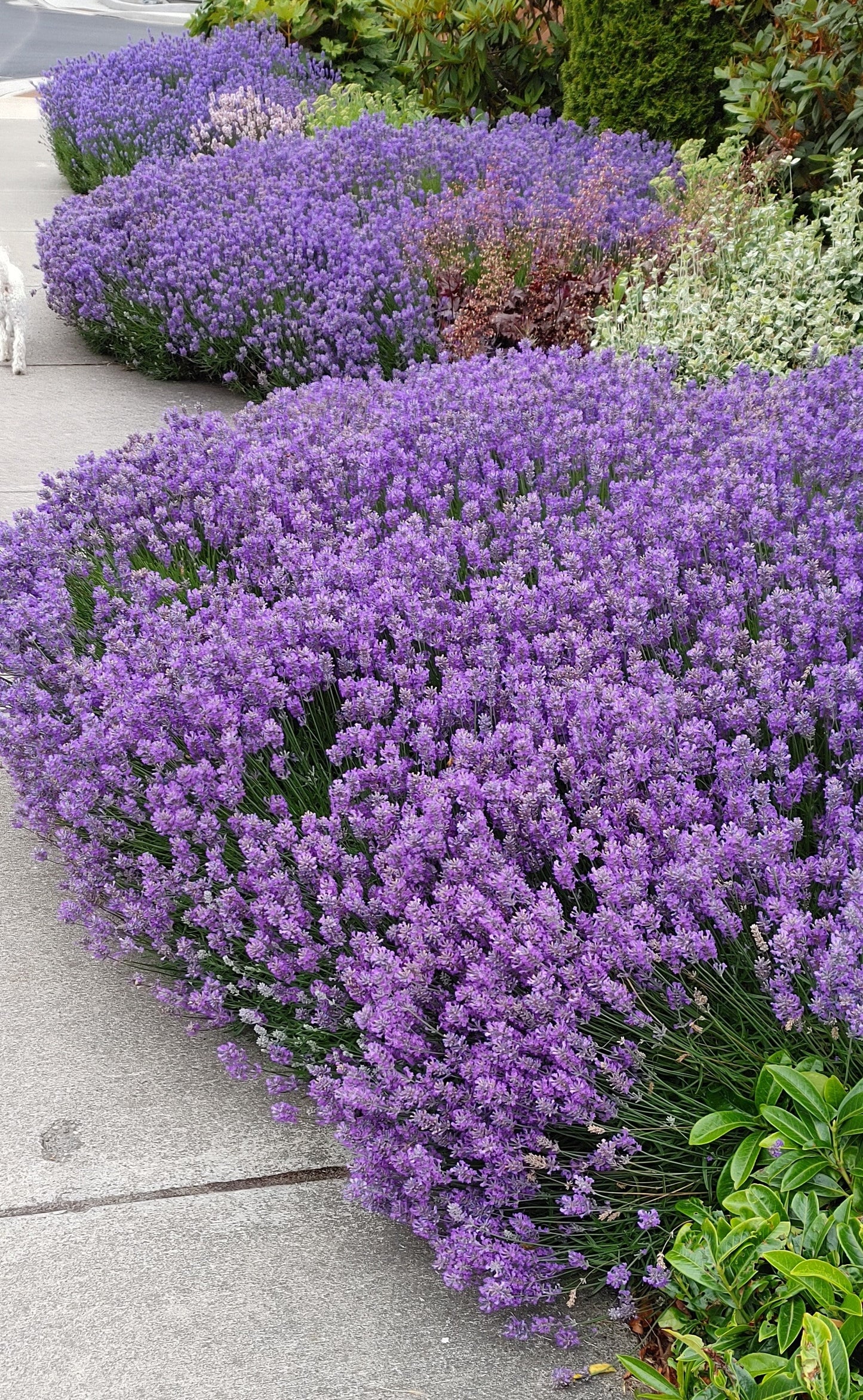 Live Lavender Plant Sensational 4 Inch Pot Aromatic Herb Garden